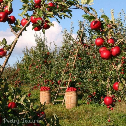 Poetry Prompt: Apple-Picking
